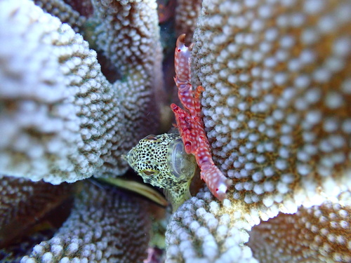 Gespikkelde schorpioenvis (Sebastapistes coniorta) — Scorpaenidae — 3