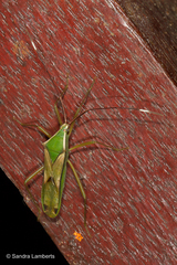 Homoeocerus angulatus