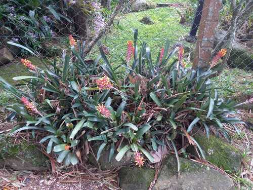 Aechmea kertesziae (Aechmea kertesziae)