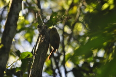 Schiffornis virescens