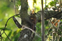 Schiffornis virescens