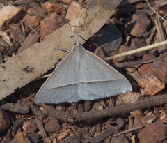 Epidesmia perfabricata