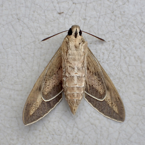 White-lined Sphinx, photo 3 of 9