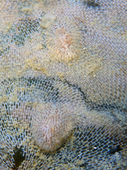 Corambe pacifica