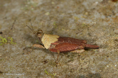 Systolederus cinereus