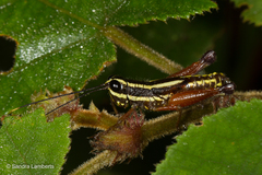 Meltripata antennata