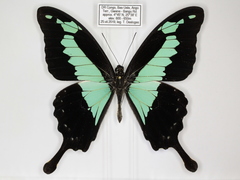 Papilio phorcas congoanus