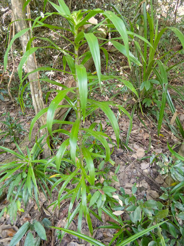Dracaena angustifolia (Dracaena angustifolia)