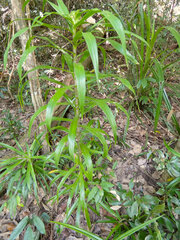 Dracaena angustifolia (Dracaena angustifolia)