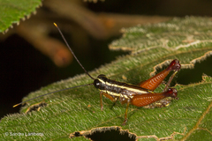 Meltripata antennata