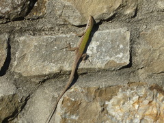 Podarcis siculus siculus