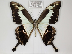 Papilio phorcas congoanus