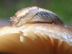 Prophysaon vanattae