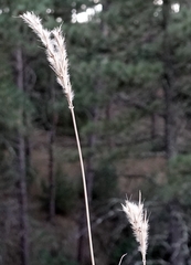 Andropogon hallii