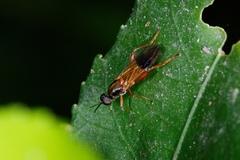 Benhamyia apicalis