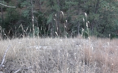 Andropogon hallii