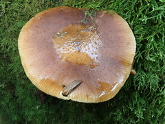 Prophysaon vanattae