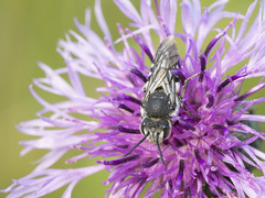 Coelioxys conoideus