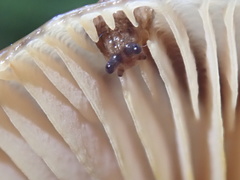 Prophysaon vanattae