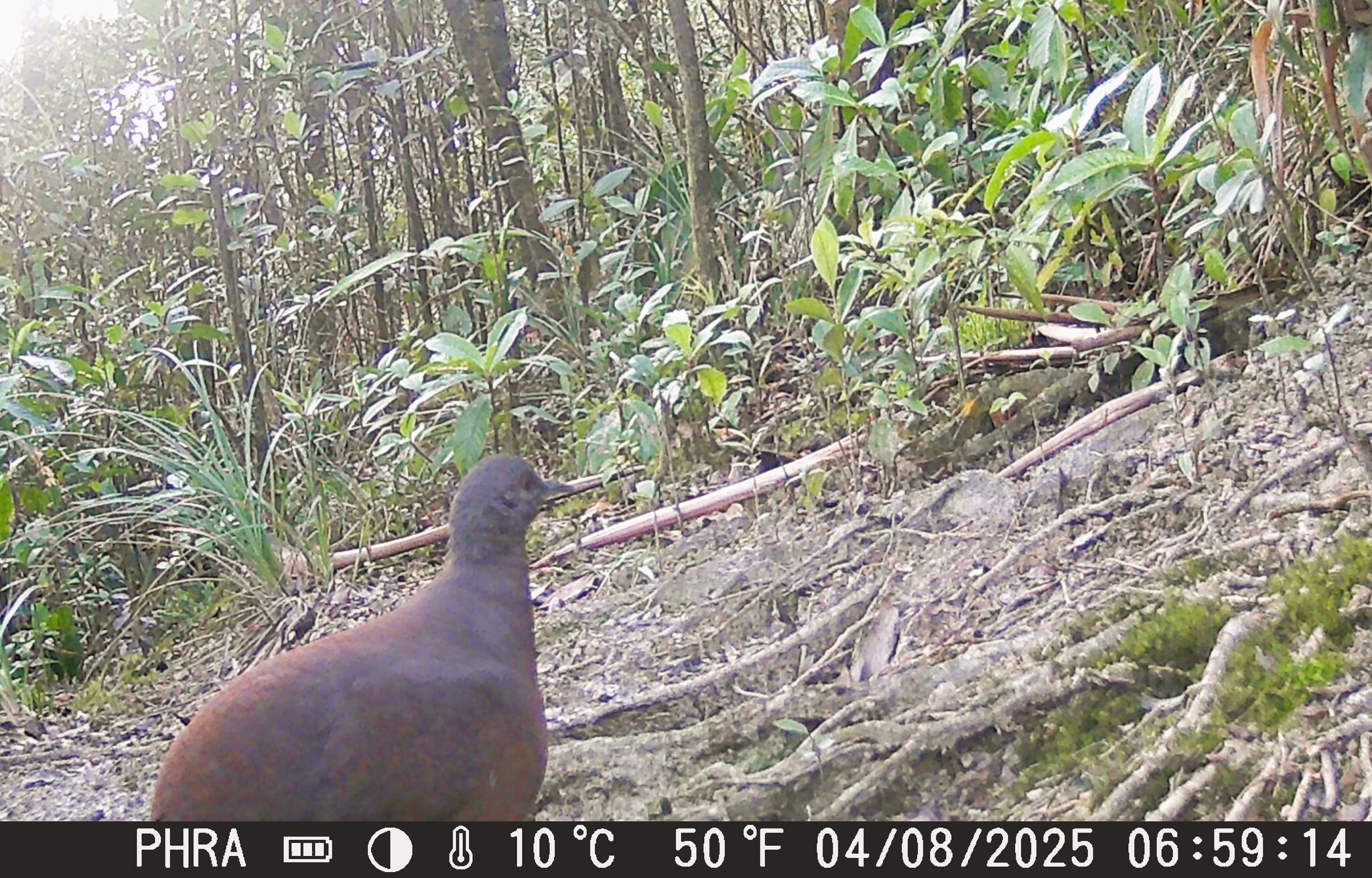 Brown Tinamou (Crypturellus obsoletus), photo 9