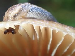 Prophysaon vanattae