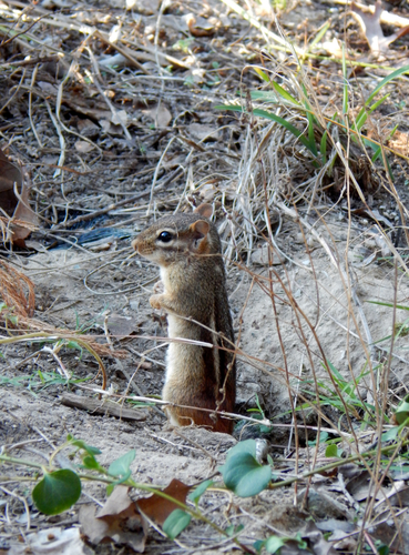 Eastern Chipmunk photographed in Arkansas