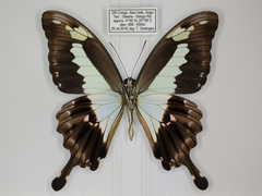 Papilio phorcas congoanus