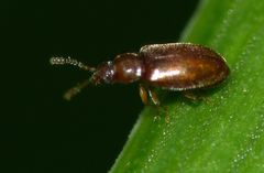 Paratomaria