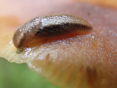 Prophysaon vanattae