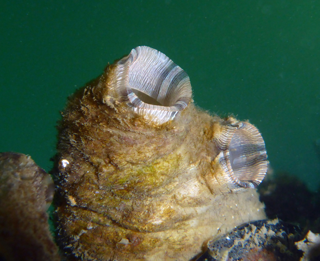 Asian Sea Squirt