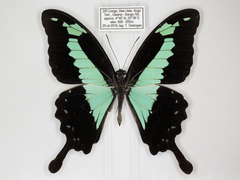 Papilio phorcas congoanus