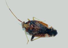 Chinamiris indeclivis