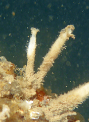 Calcarea