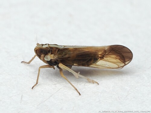 Tagosodes orizicolus, 2025-09-05