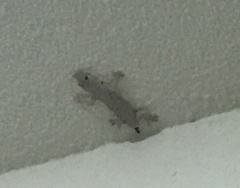 Hemidactylus flaviviridis