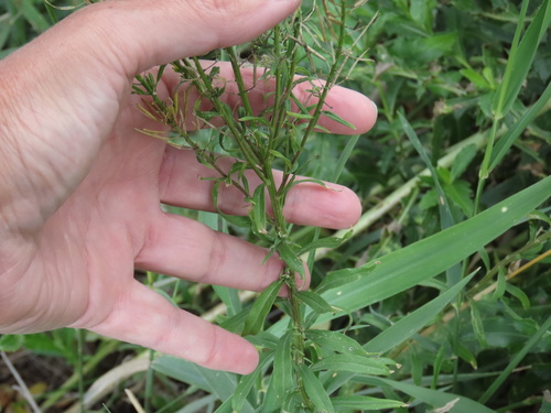 Erysimum cheiranthoides iNat (2)