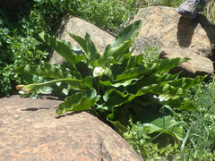 Zantedeschia odorata