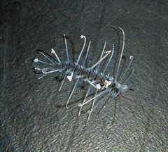 Amblyosyllis nigrolineata