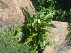 Zantedeschia odorata