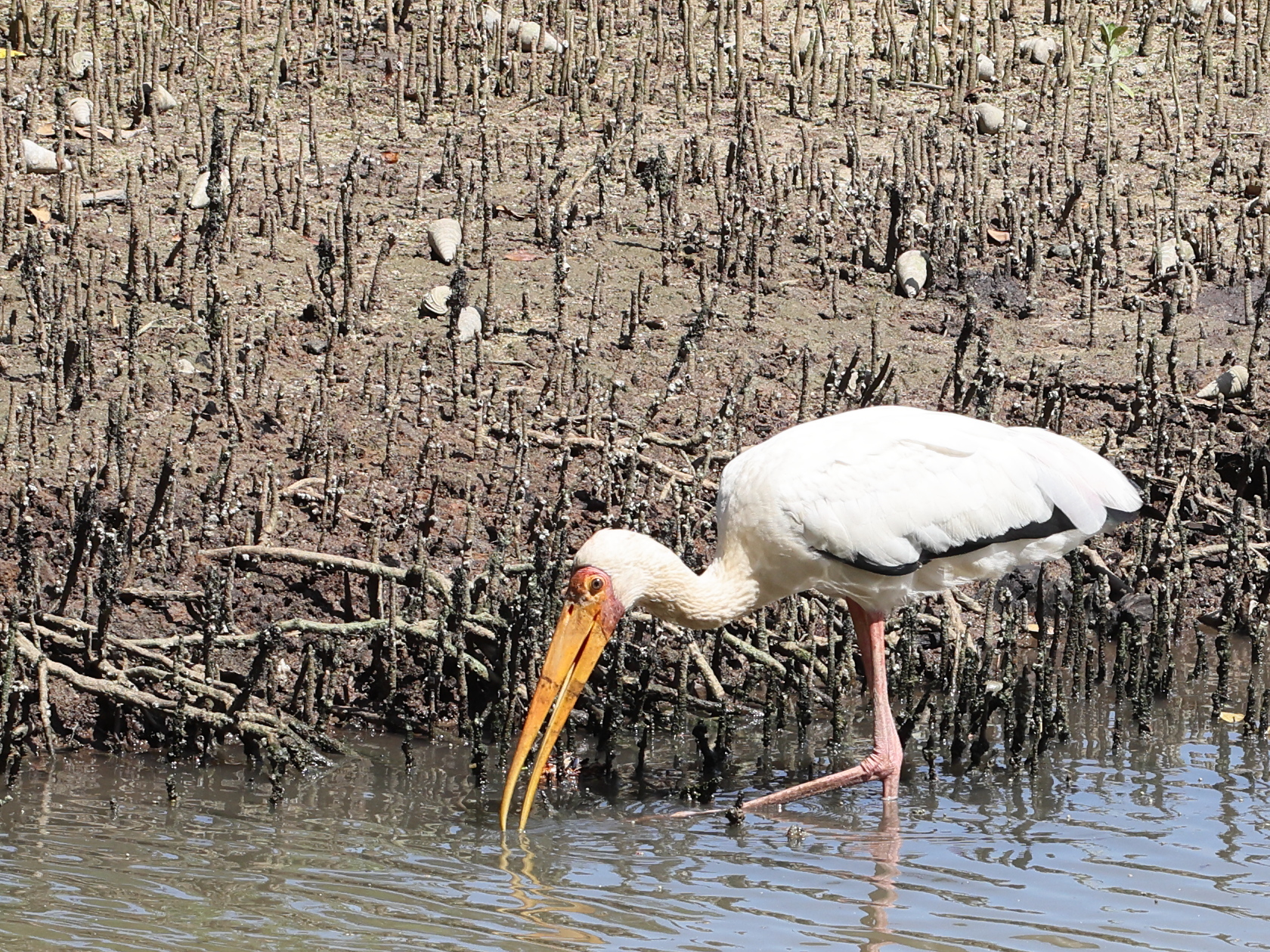 Milky Stork illustration