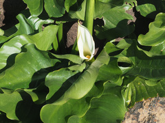 Zantedeschia odorata