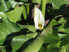 Zantedeschia odorata
