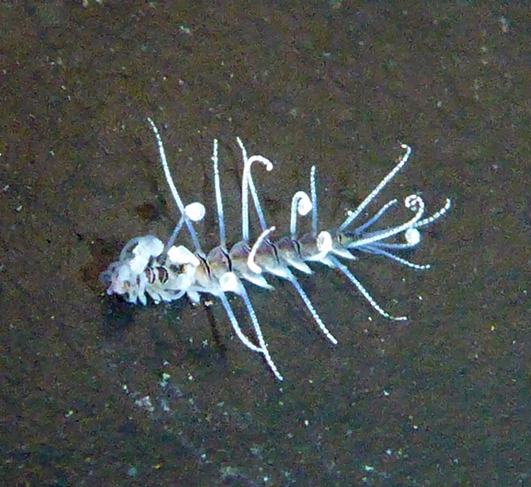 Phylum Annelida Class Polychaeta