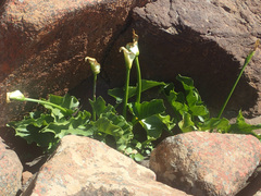 Zantedeschia odorata