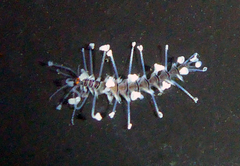 Amblyosyllis nigrolineata