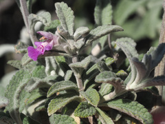 Stachys rugosa