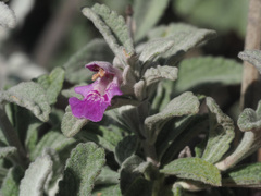 Stachys rugosa