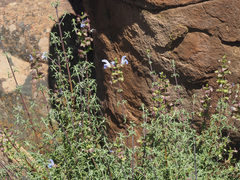 Salvia dentata