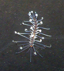 Amblyosyllis nigrolineata