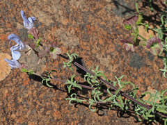 Salvia dentata